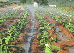 Vegetable garden